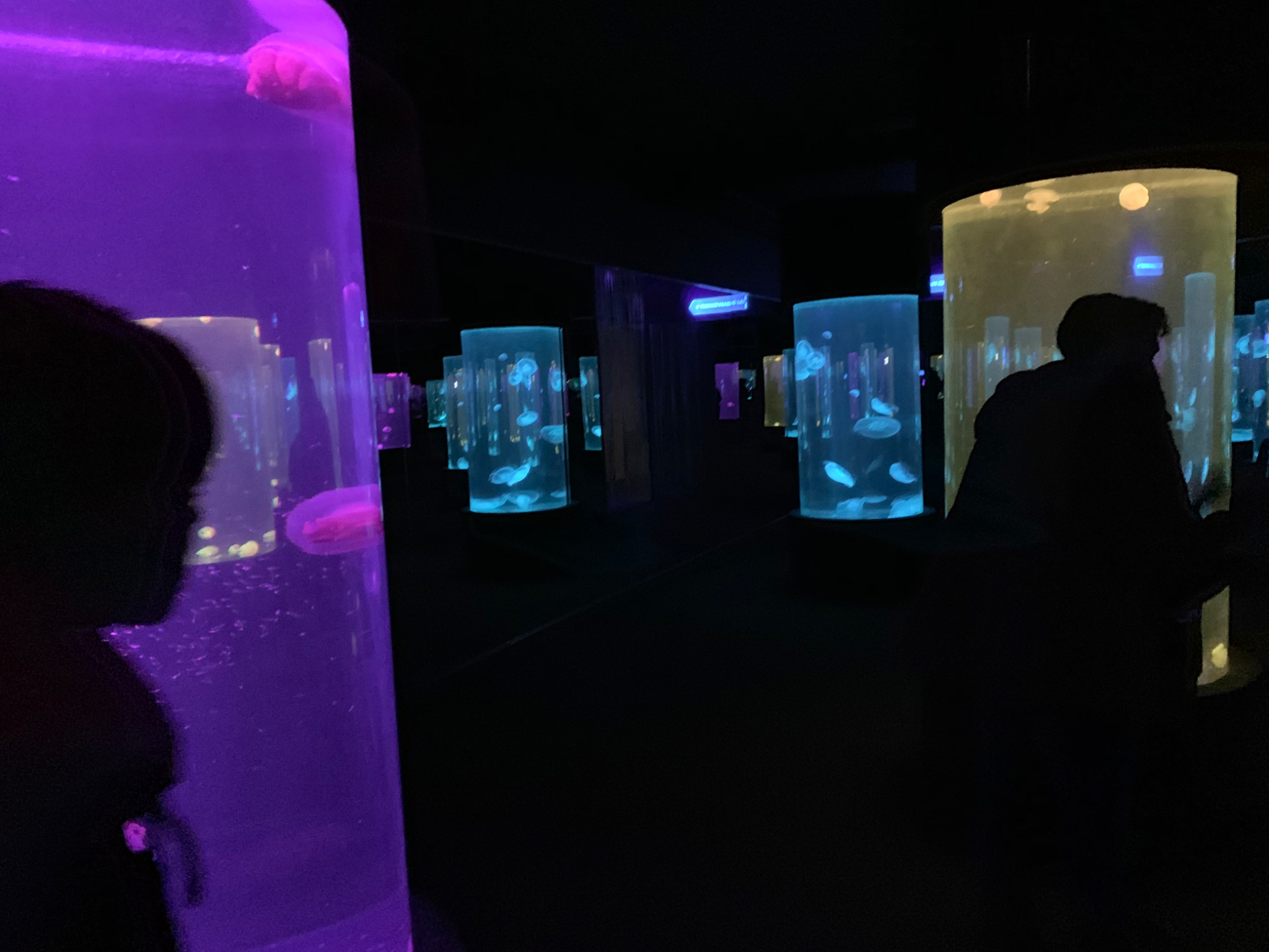 Jellyfish exhibit in the Two Oceans Aquarium